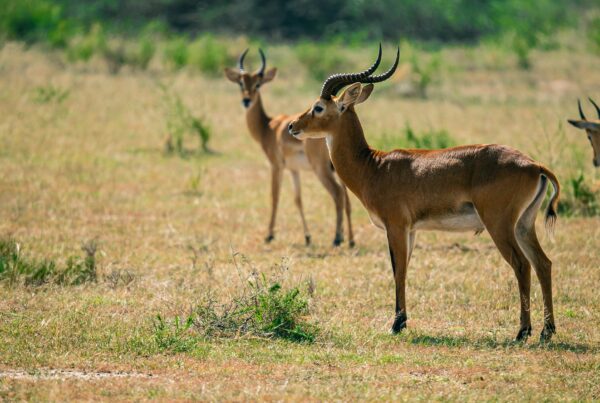 Uganda Wildlife Authority