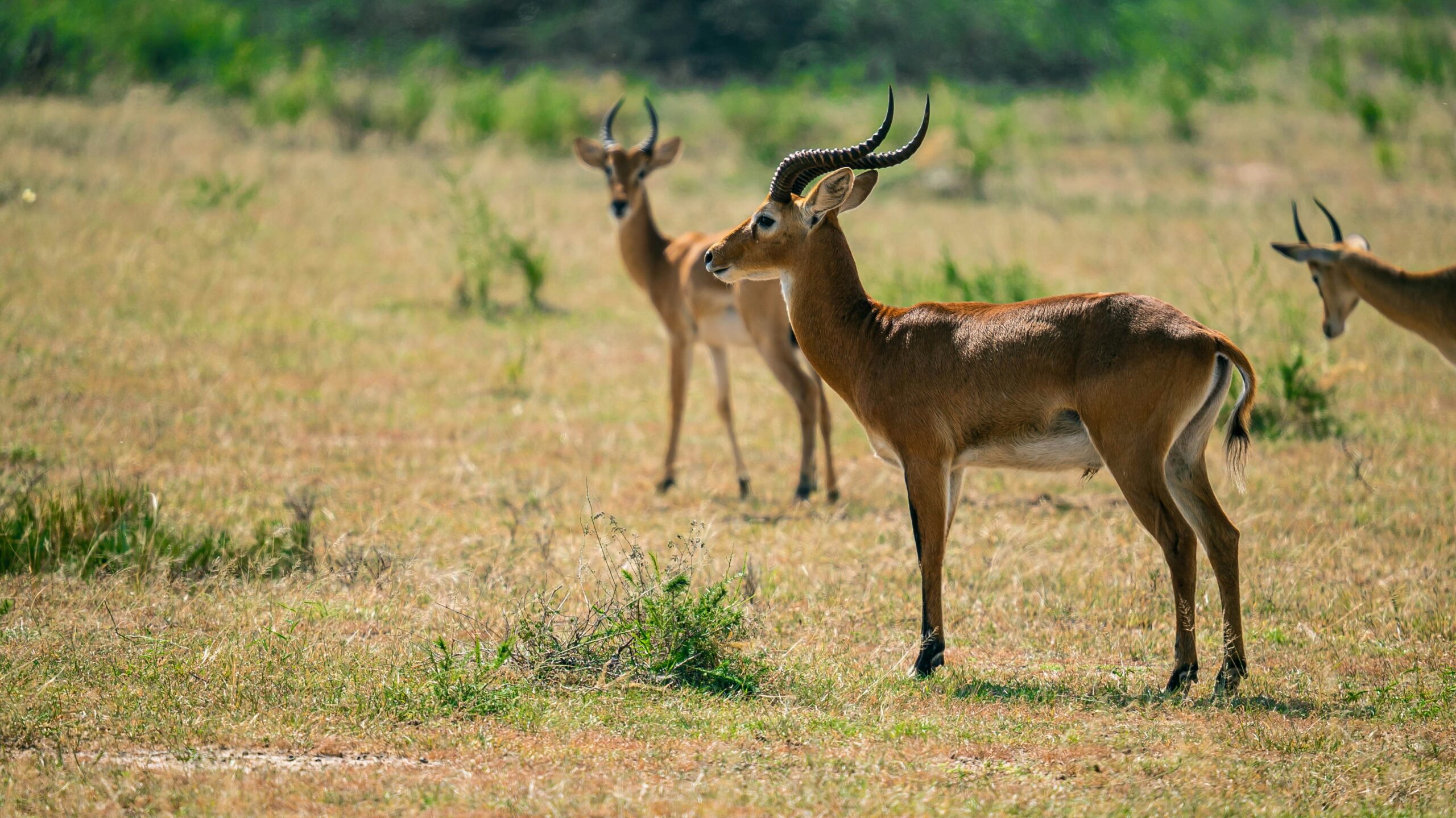 Uganda Wildlife Authority