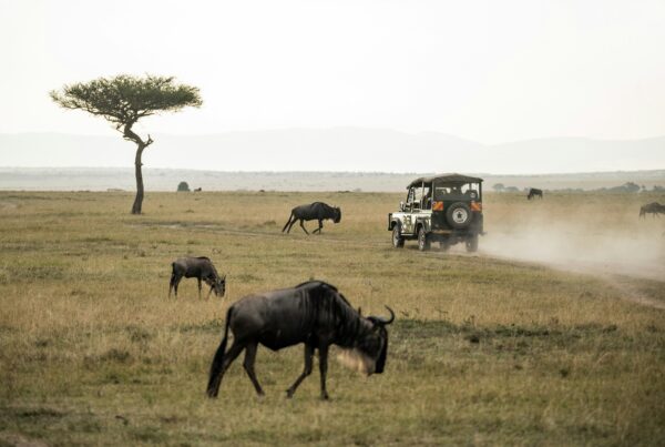 Top African Safari Destinations 2026