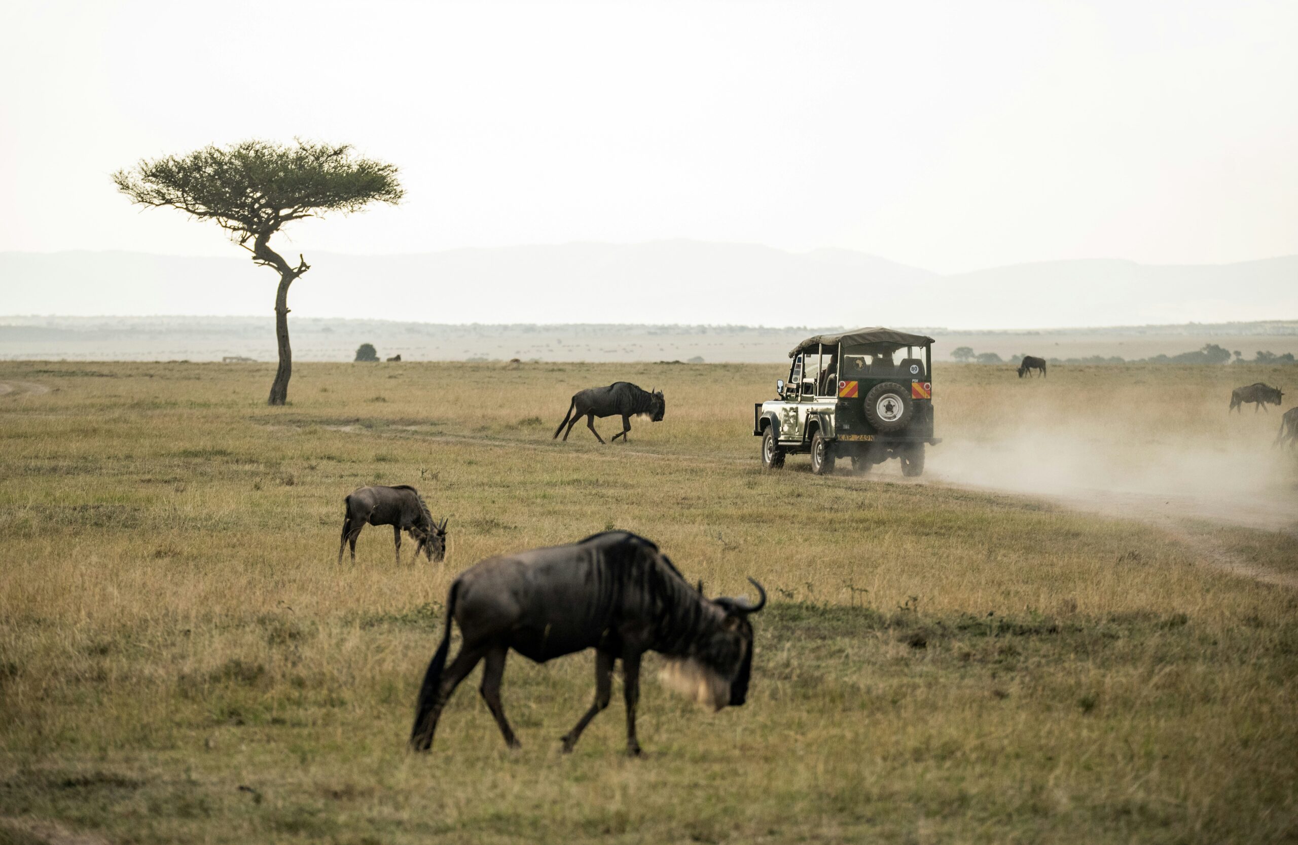 Top African Safari Destinations 2026