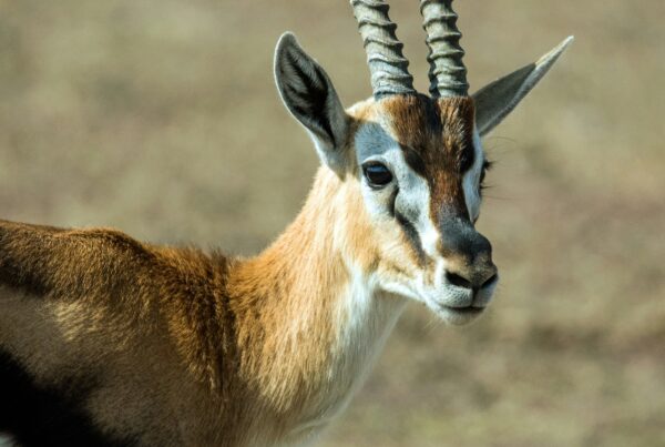 Antelope Species Murchison Falls