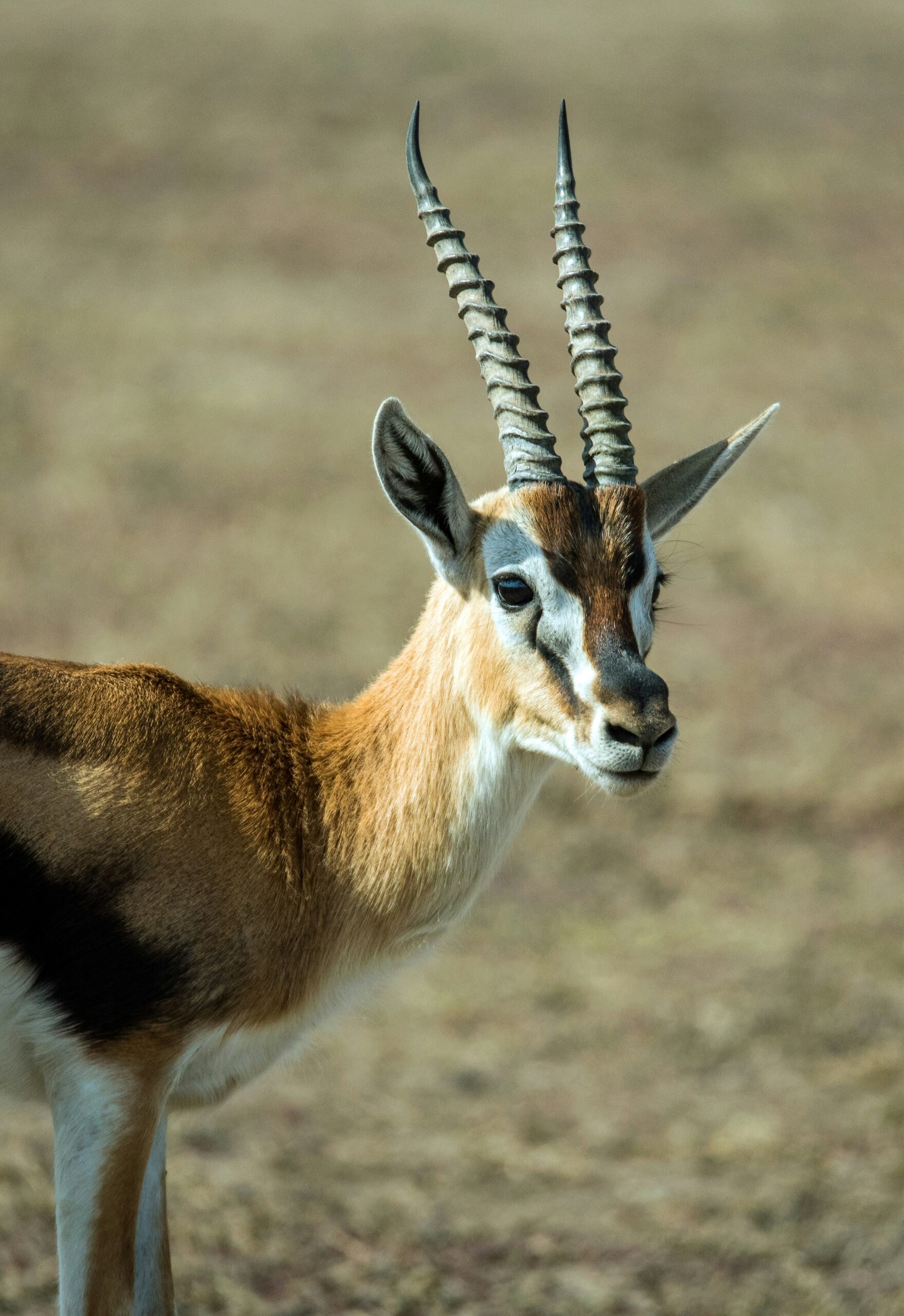 Antelope Species Murchison Falls