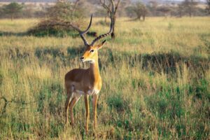 Antelope Species Murchison Falls