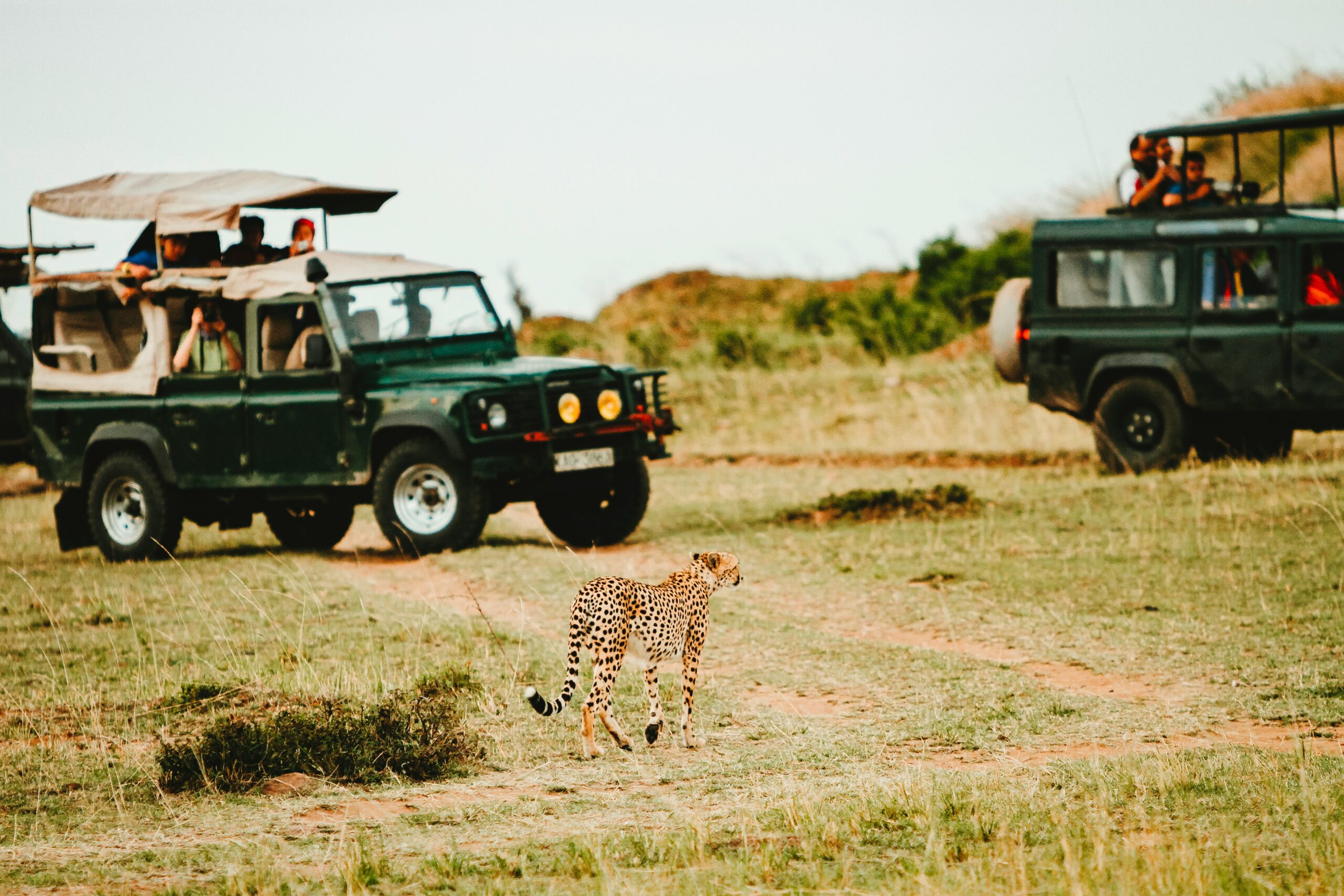 Anxiety Safari Uganda