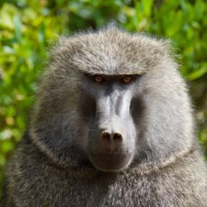 Olive Baboons | Murchison falls park safari