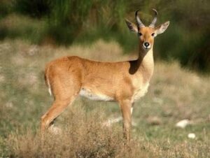Bohor Reedbuck | Murchison falls park safari