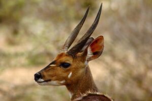 Bushback | Murchison falls park safari