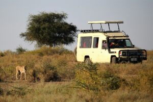 car rental murchison