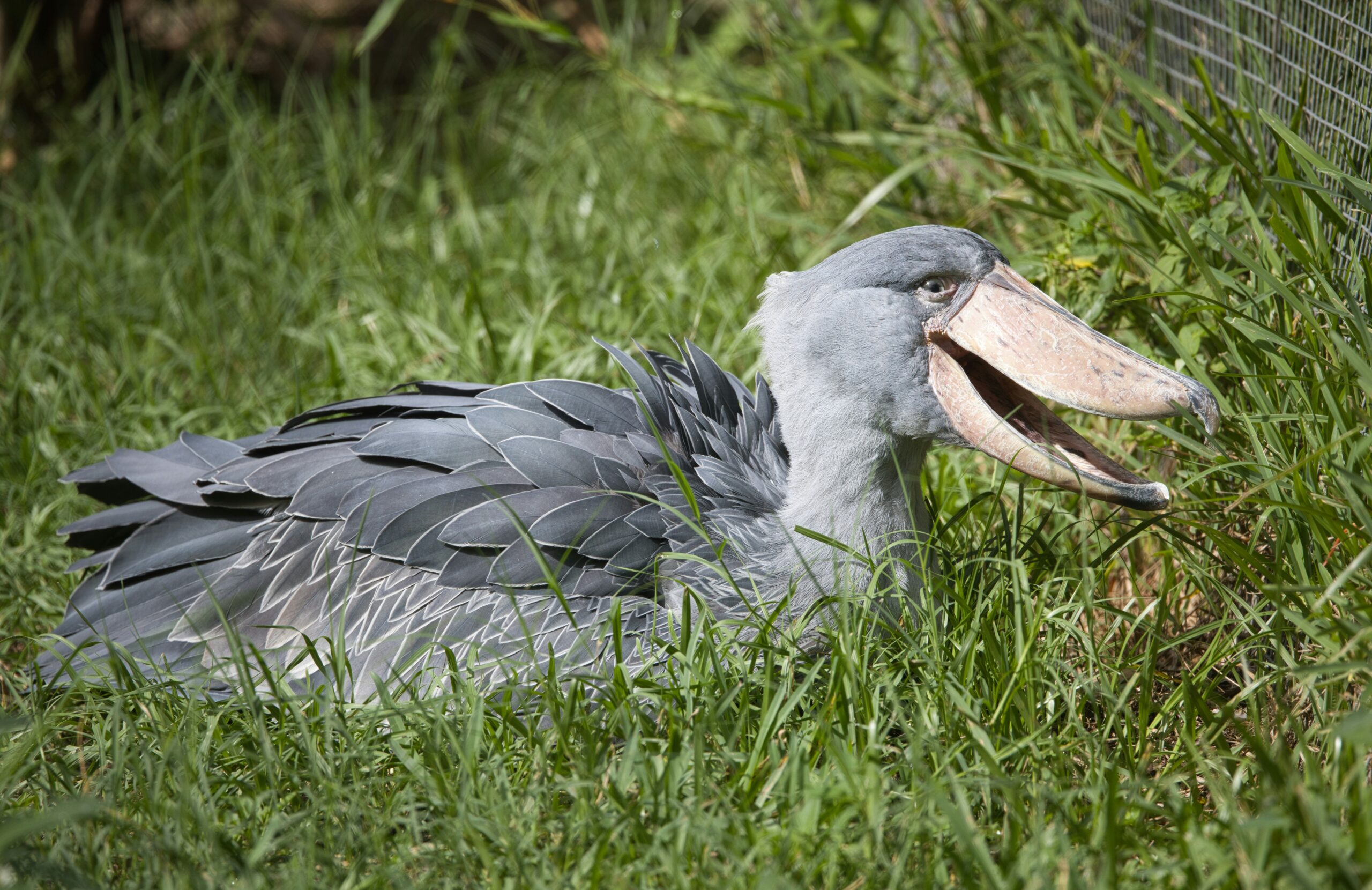 shoebill stork Uganda where to find
