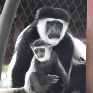 Black-and-White Colobus Monkeys | Murchison falls park safari