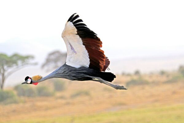 Grey Crowned Crane Uganda
