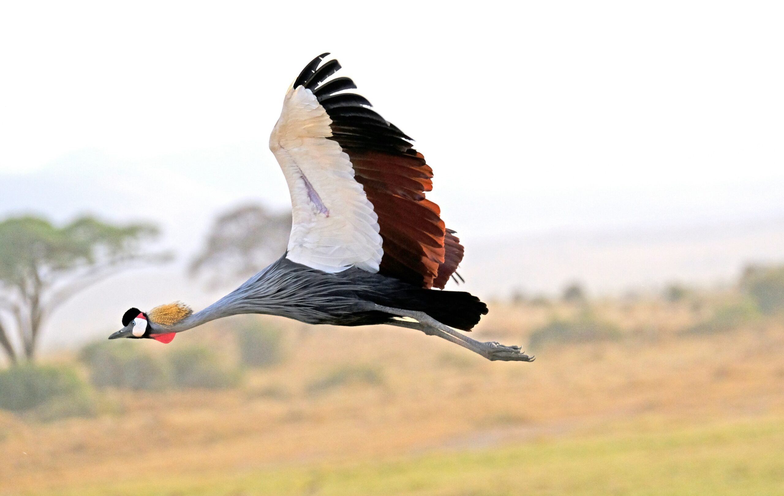 Grey Crowned Crane Uganda
