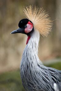 Grey Crowned Crane Uganda