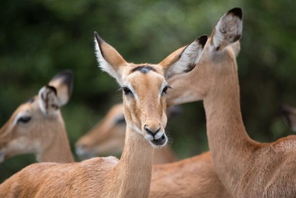 Uganda Kob