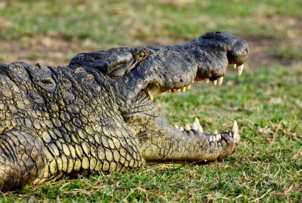 Crocodile Encounters Murchison Falls