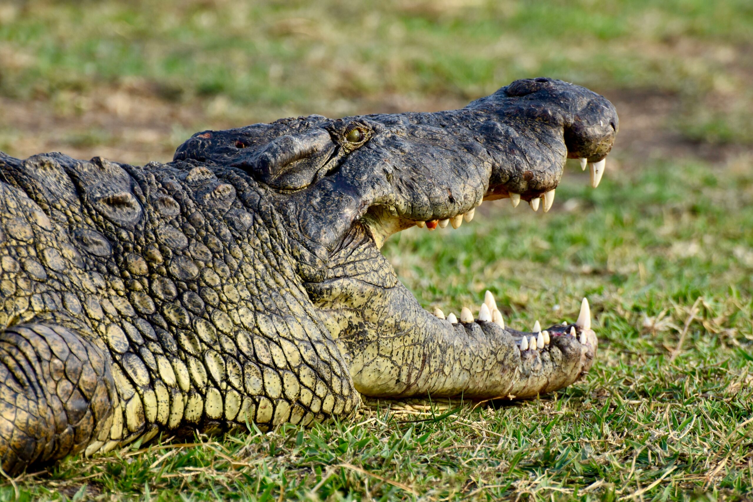 Crocodile Encounters Murchison Falls
