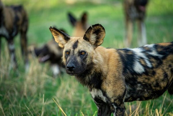 African Wild Dog Uganda