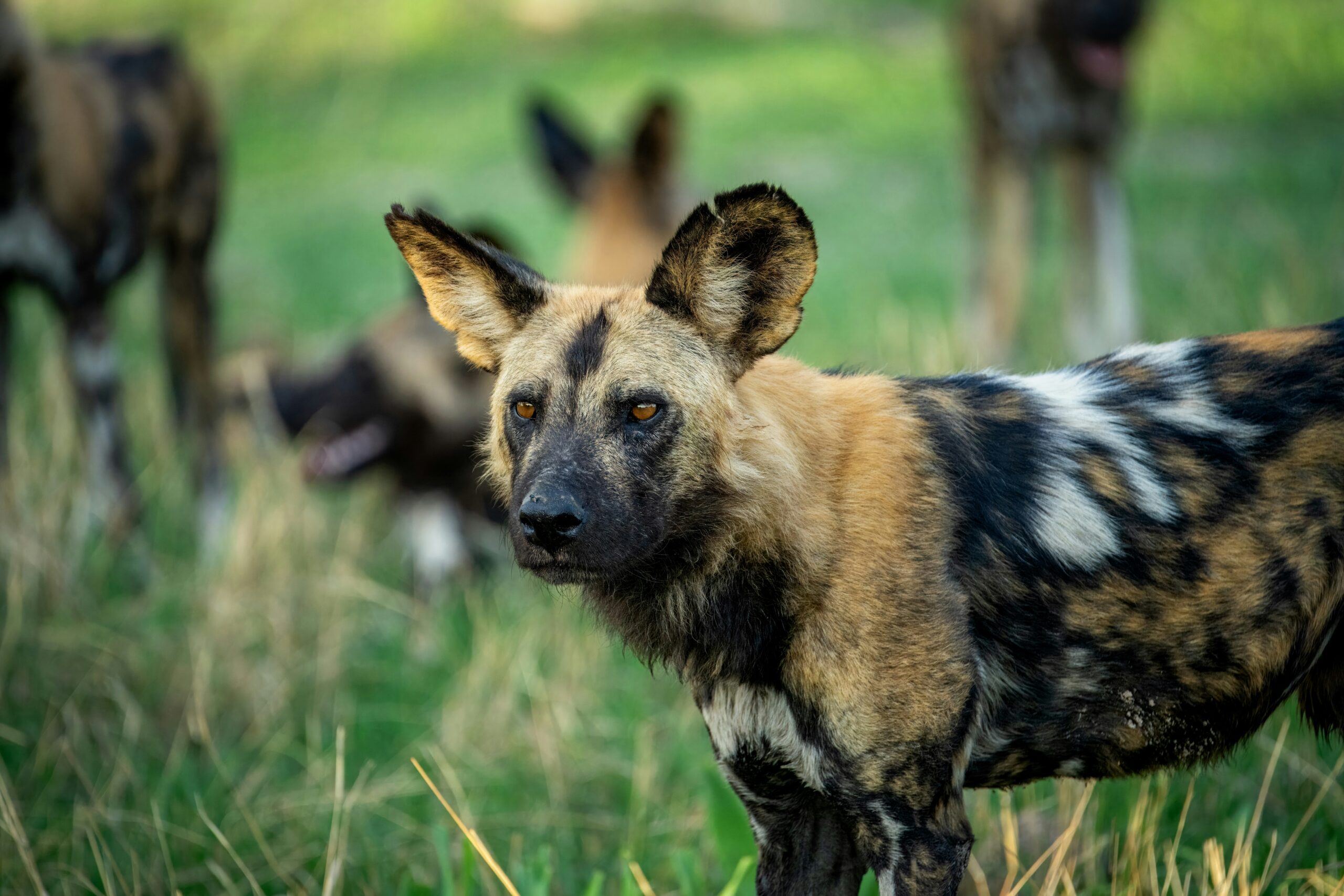 African Wild Dog Uganda