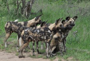 African Wild Dog Uganda