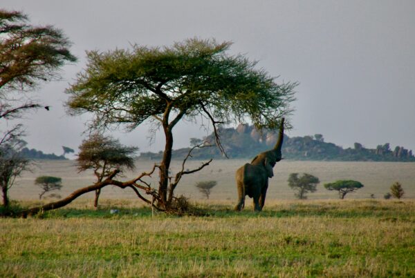 murchison falls dry season safari