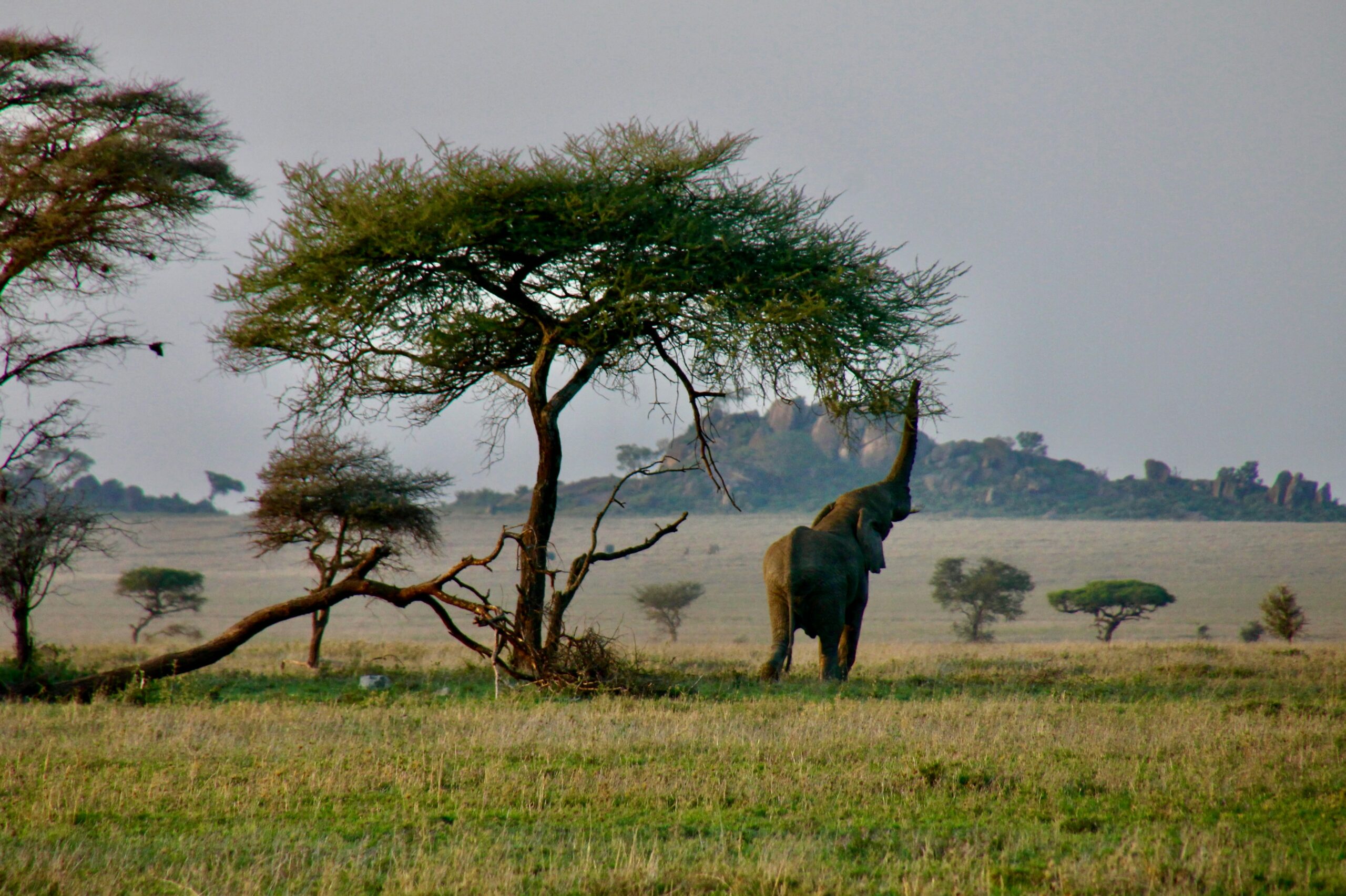 murchison falls dry season safari