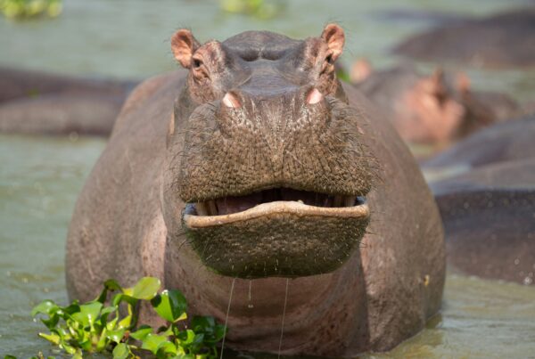 Animals that attack safari
