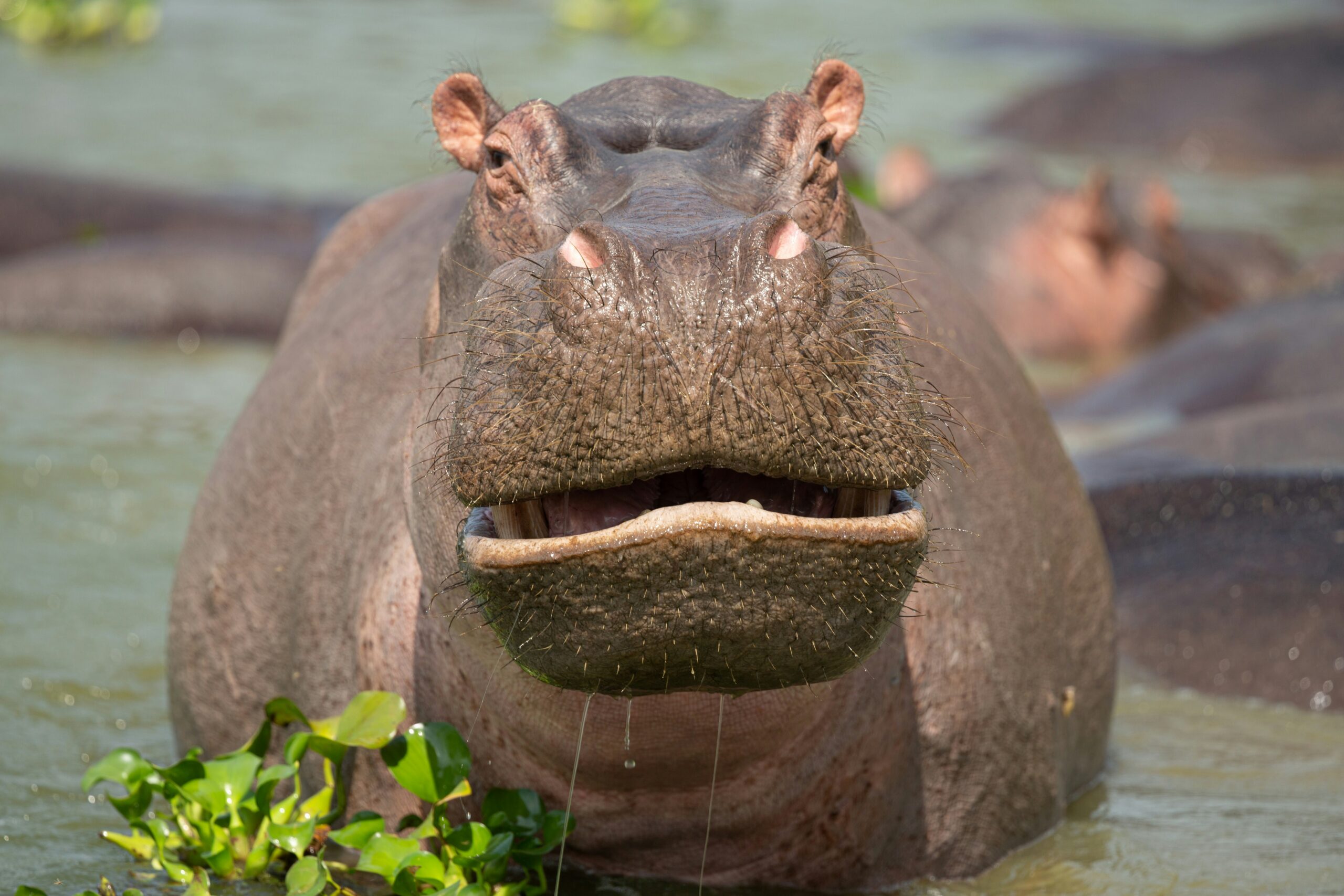 Animals that attack safari