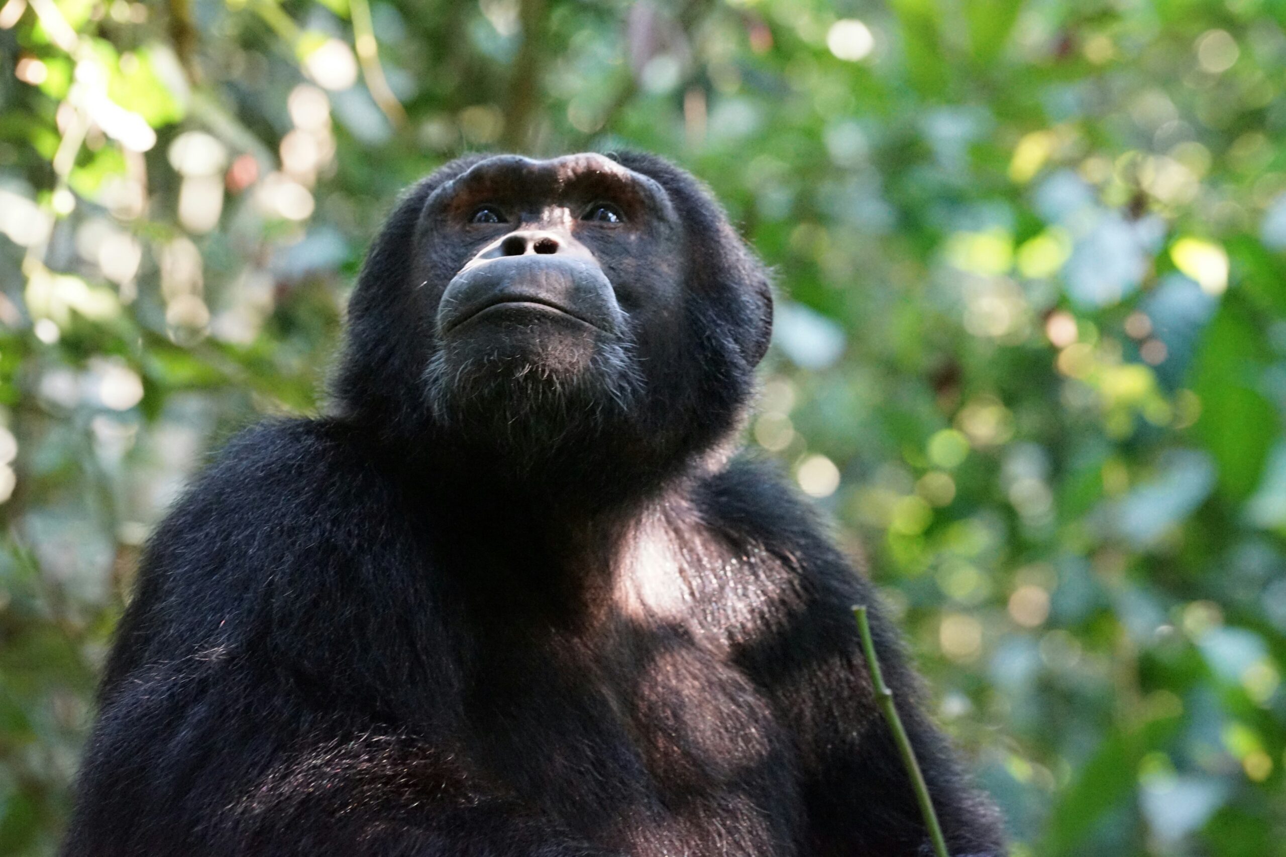 chimpanzee tracking permits Uganda cost and booking
