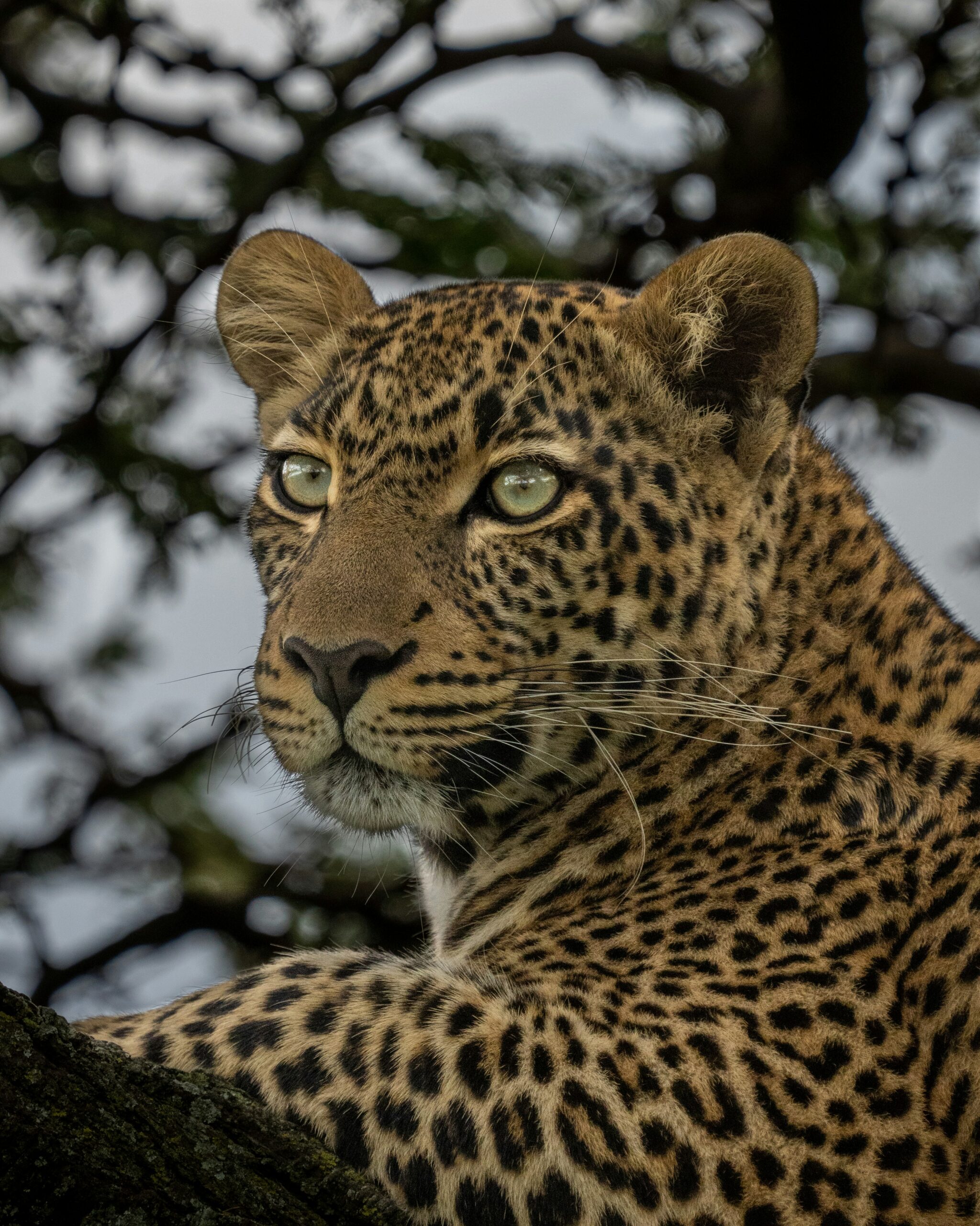 Leopard Safari Uganda