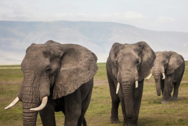 African Elephant Behavior