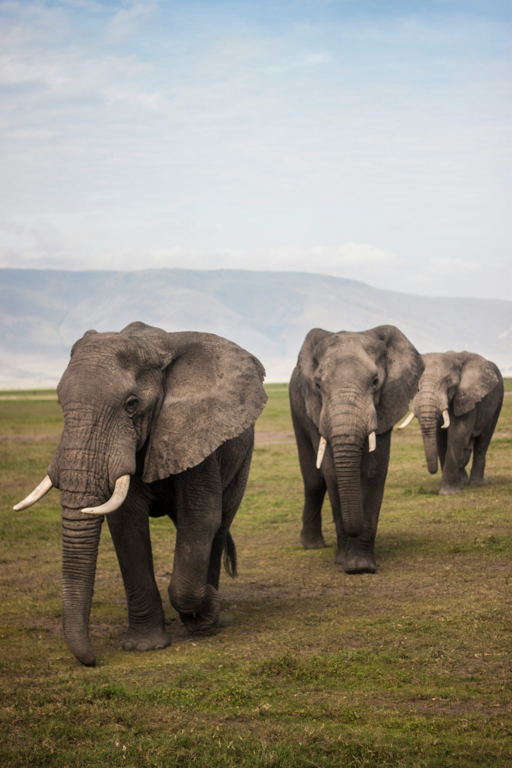 African Elephant Behavior
