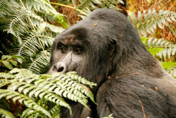 Gorilla Habituation vs Trekking