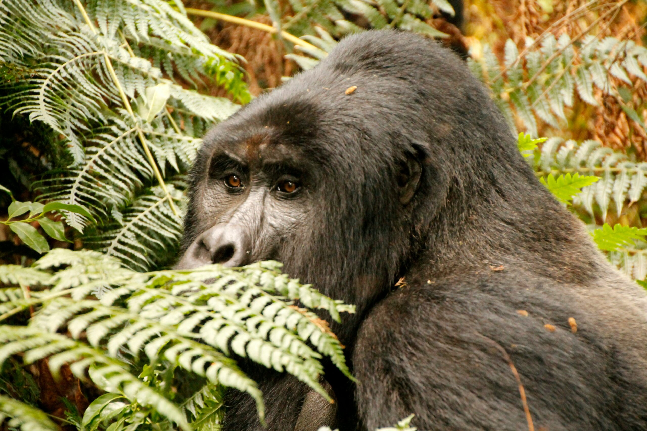 Gorilla Habituation vs Trekking