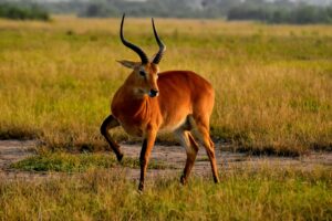 Queen Elizabeth National Park