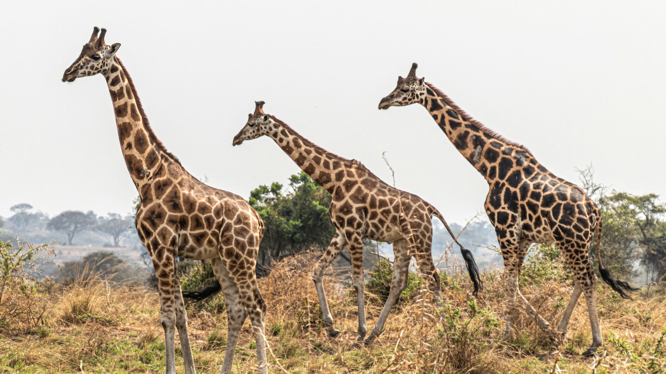 February Safari Murchison