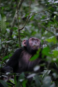 Chimpanzees | Murchison falls park safari