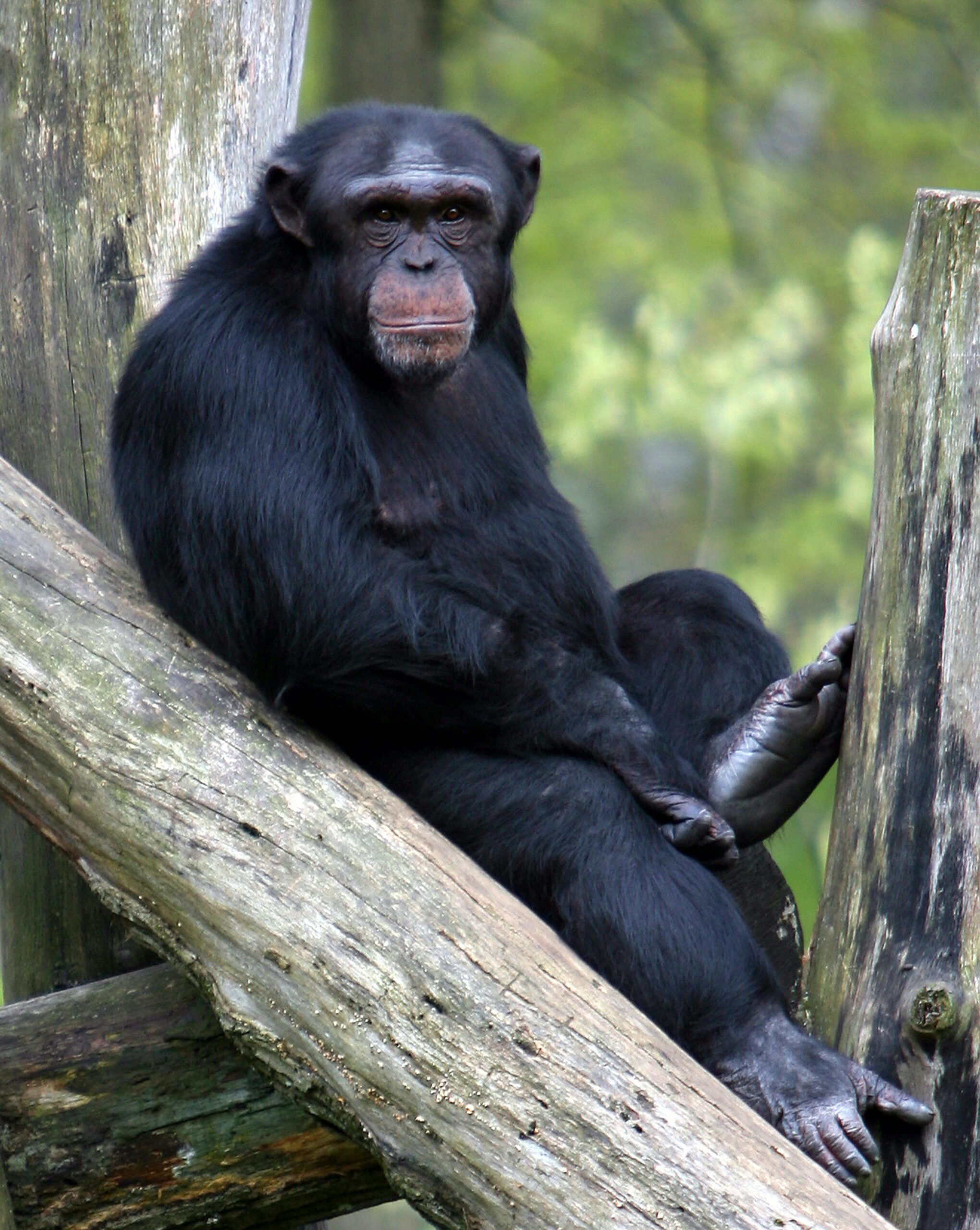primates murchison falls