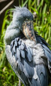 shoebill stork Uganda where to find