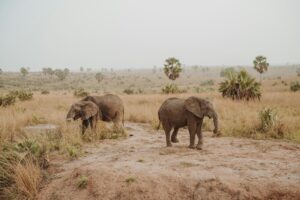 first time safari africa uganda