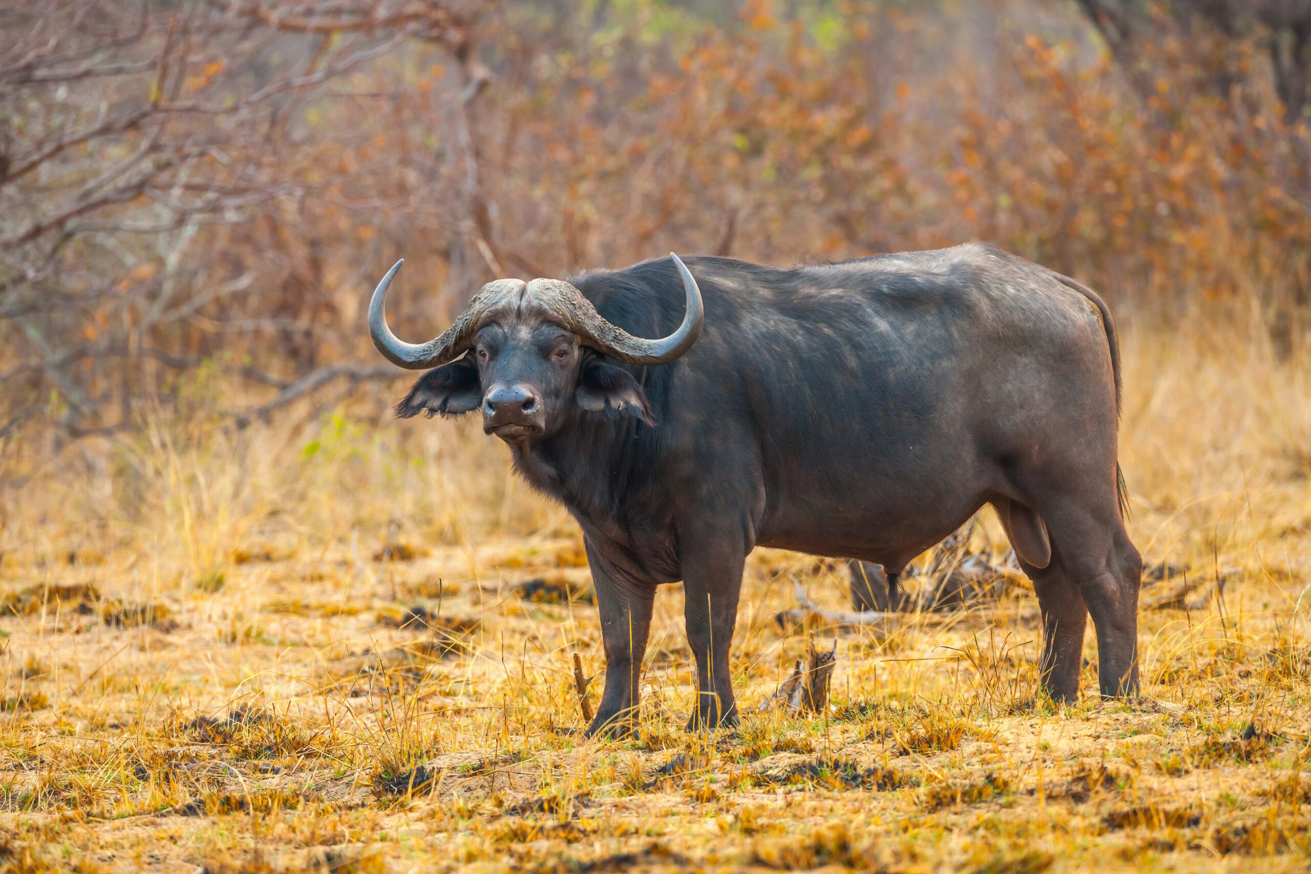 African Buffalo Dangers