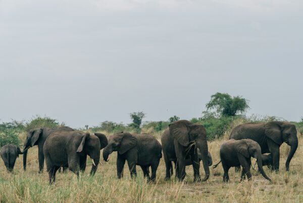 Murchison Falls 3-Day Safari