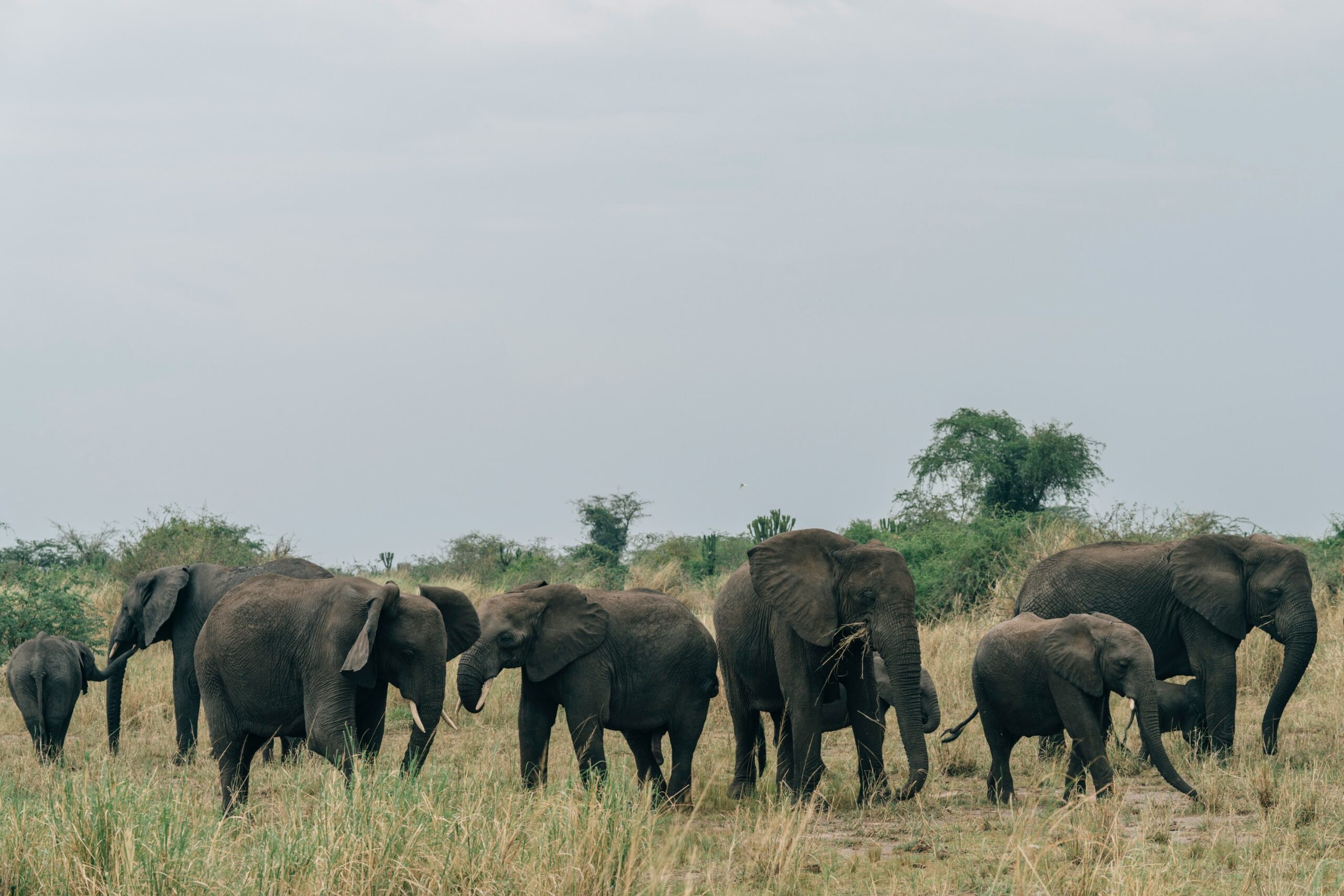 Murchison Falls 3-Day Safari