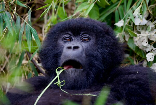 gorilla trekking Uganda 2026