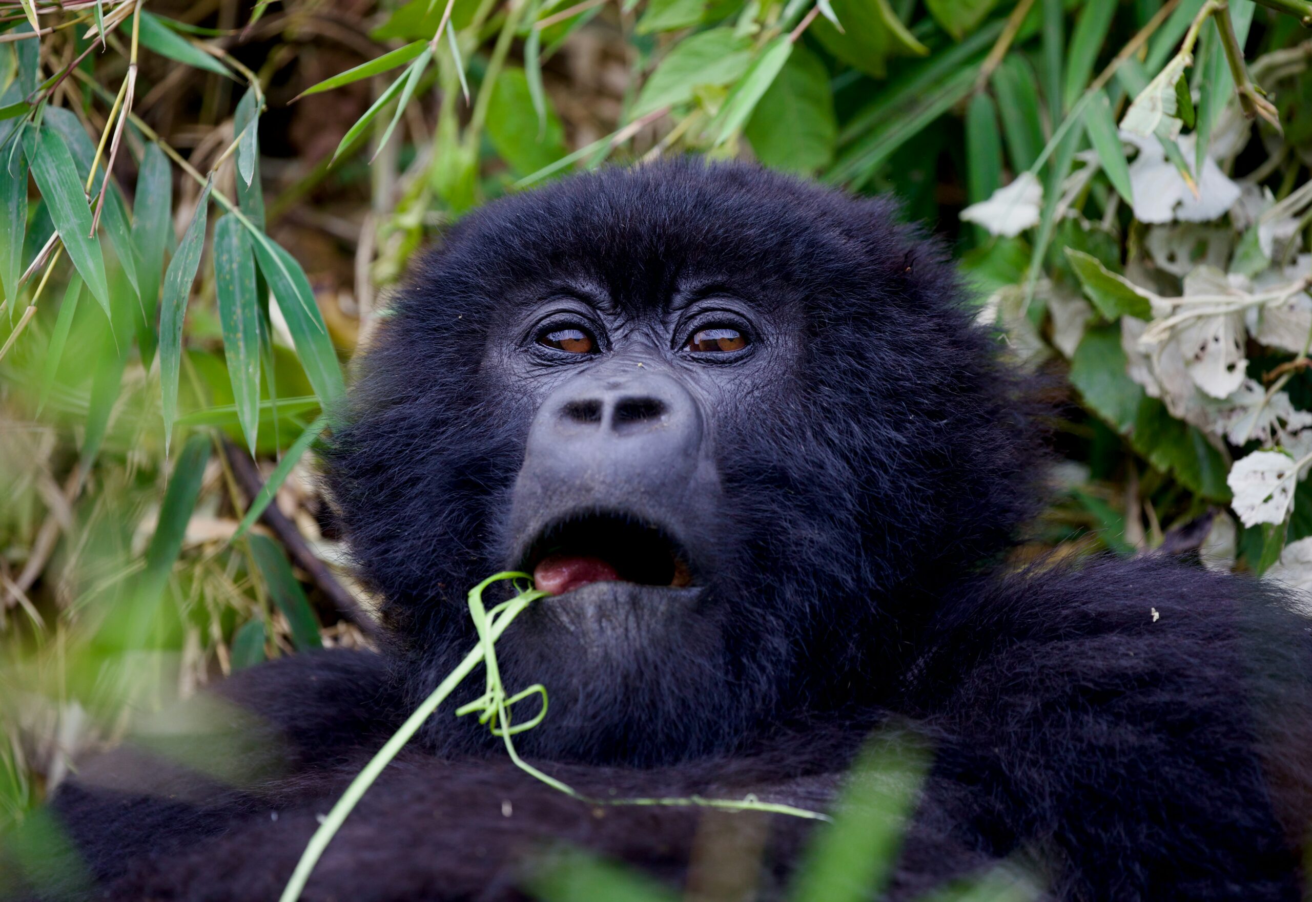 gorilla trekking Uganda 2026