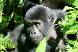 Mountain Gorilla Facts