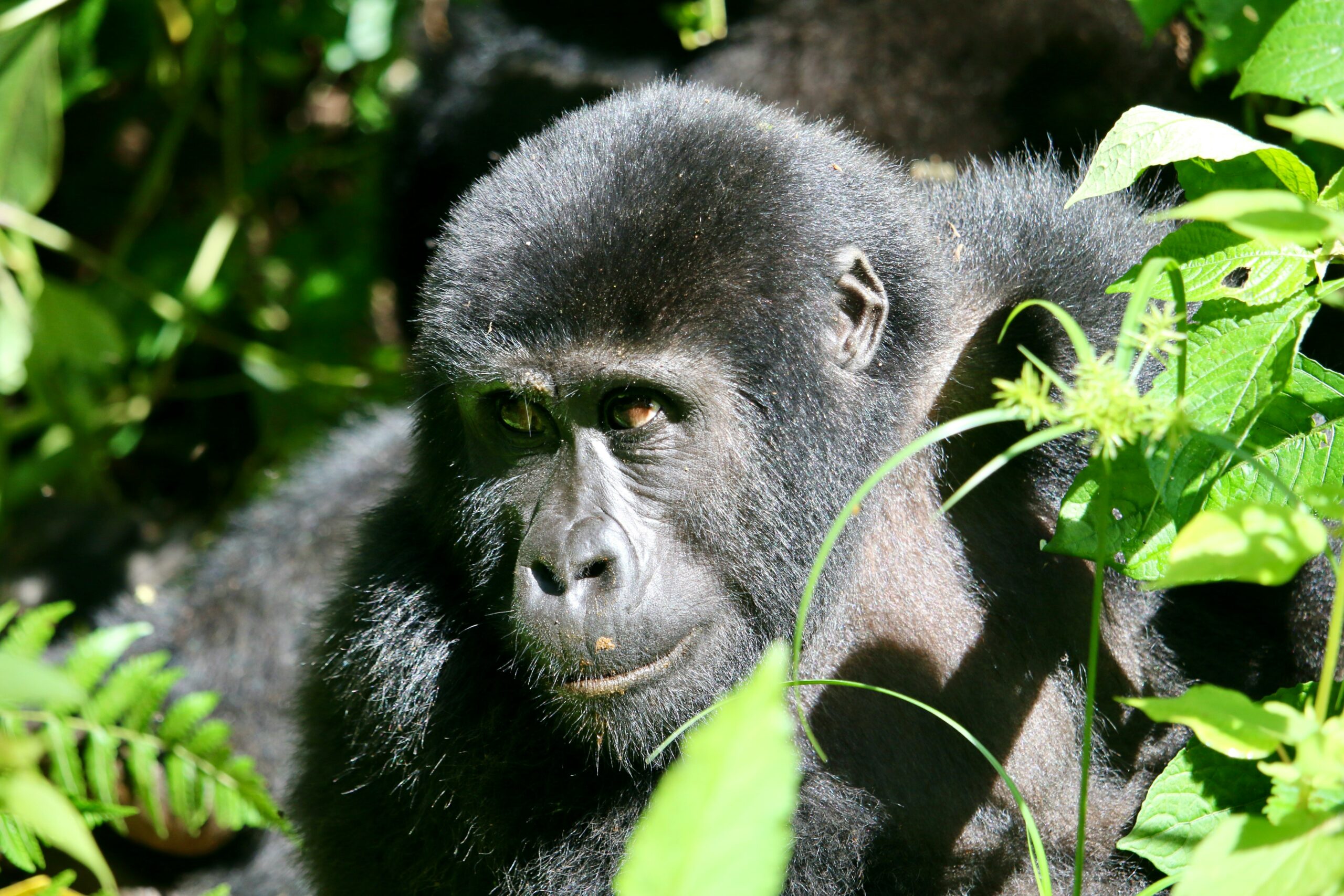 Mountain Gorilla Facts