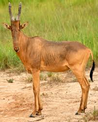 Jackson’s Hartebeest | Murchison falls park safari