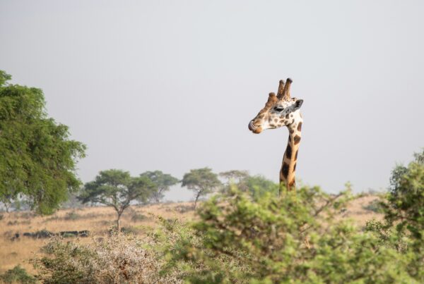 April Safari Murchison