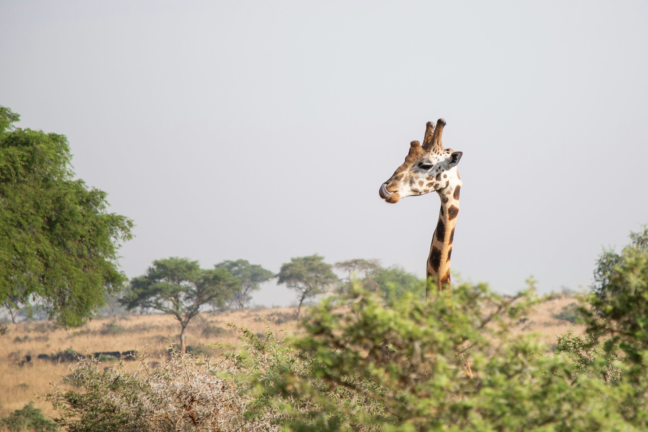 April Safari Murchison