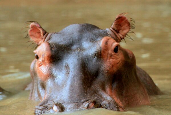 Hippo Watching Boat Safaris
